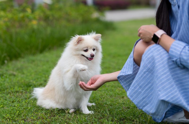 owner with pet dog in the park